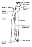 ulna - JungleKey.fr Image #50