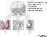 Hypothalamus - JungleKey.fr Image