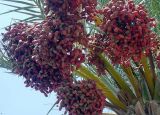 bahasa arab arab  buah tamr tamer buah bahasa dalam kurma atau kurma yang
